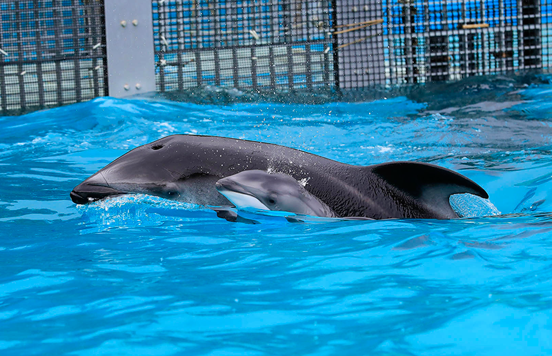 Artificially inseminated white-sided dolphin baby born Japan's first!