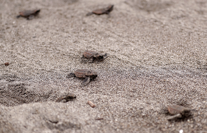 Baby turtles hatch from protected eggs and head offshore